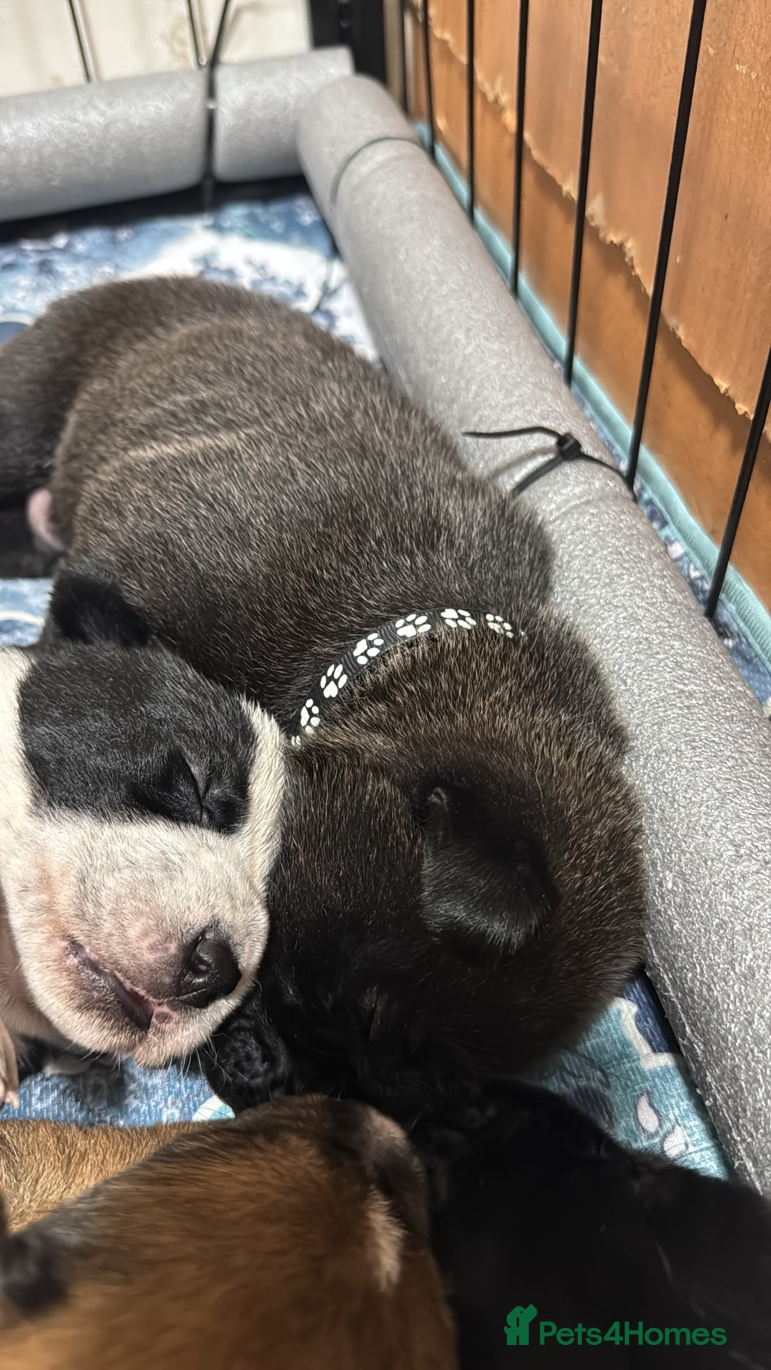 Mixed Breed dogs for sale: RARE BLUE EYE Sholly  ** tiff x Husky  - Advert 17