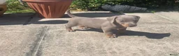 Miniature Dachshund dogs for sale: Beautiful mini dachshunds ready to leave now - Advert 3