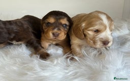 Cocker Spaniel dogs for sale: KC Health Tested Show Cocker Spaniels  - Image 6