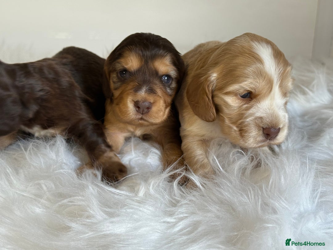 Cocker Spaniel dogs for sale: KC Health Tested Show Cocker Spaniels  - Image 6