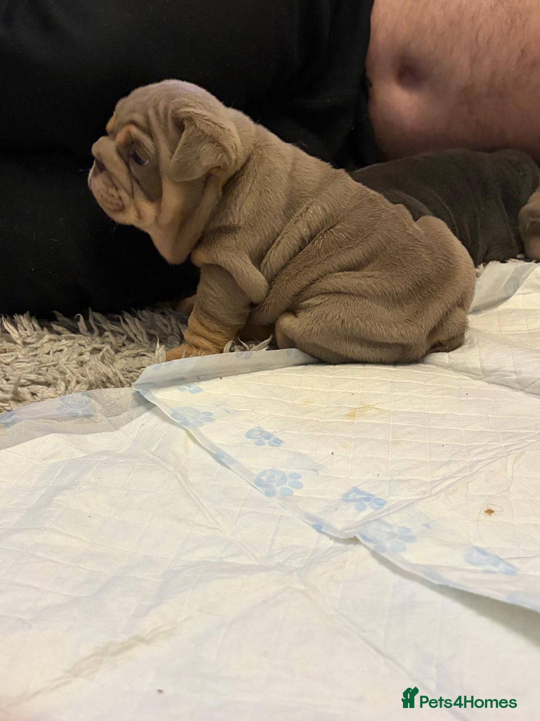 English Bulldog dogs for sale: Gorgeous Puppy Bulldogs for sale - Advert 17