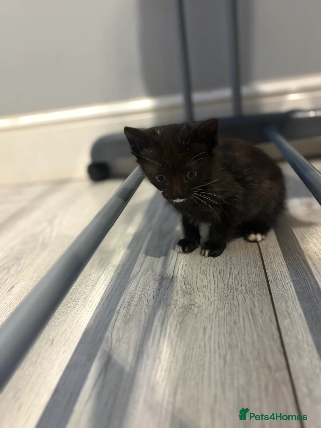 Mixed Breed cats for sale: Kittens for sale - Advert 2