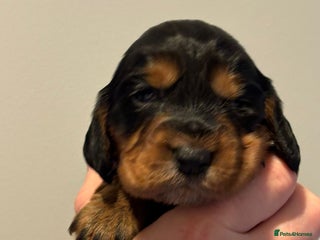 Cocker Spaniel dogs Cocker spaniel pups - Advert 2