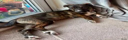 Mixed Breed dogs for adoption: Meet Dobby, currently residing in Kent in Kendal - Advert 3
