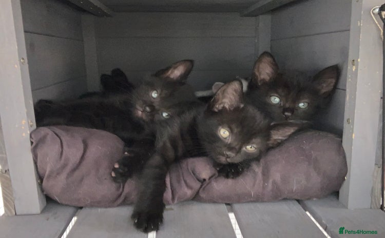 Mixed Breed cats - Advert 4
