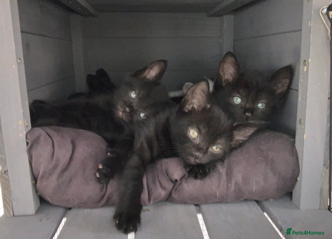 Mixed Breed cats for sale: 3 beautiful black kitten girls  - Image 1