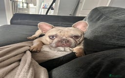 French Bulldog dogs for sale: French bulldog. In need of new home asap  - Image 1