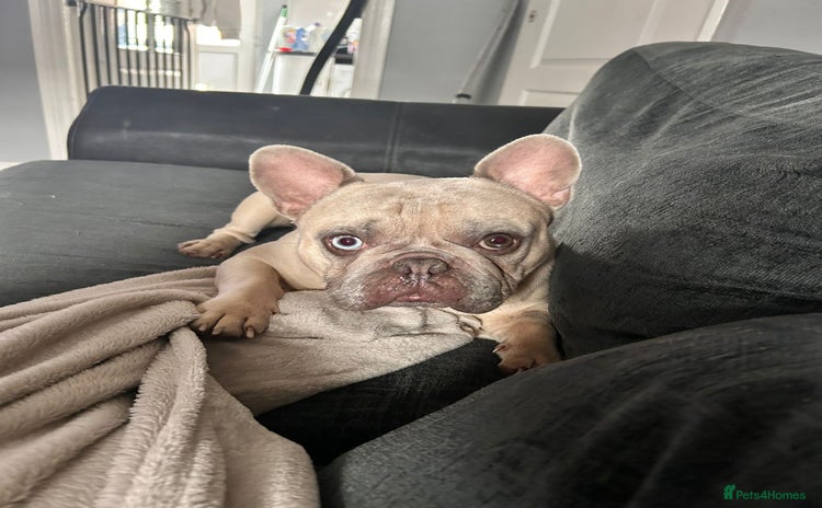 French Bulldog dogs - Advert 7