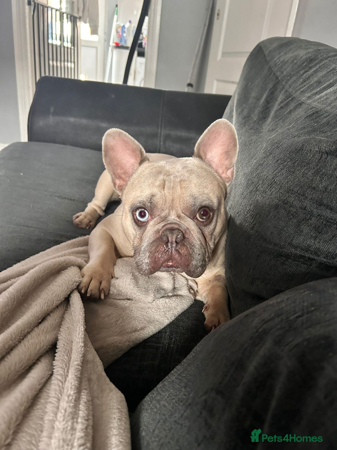 French Bulldog dogs for sale: French bulldog. In need of new home asap  - Image 1
