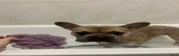 French Bulldog dogs for sale: The most loving French bulldog for sale  - Advert 5