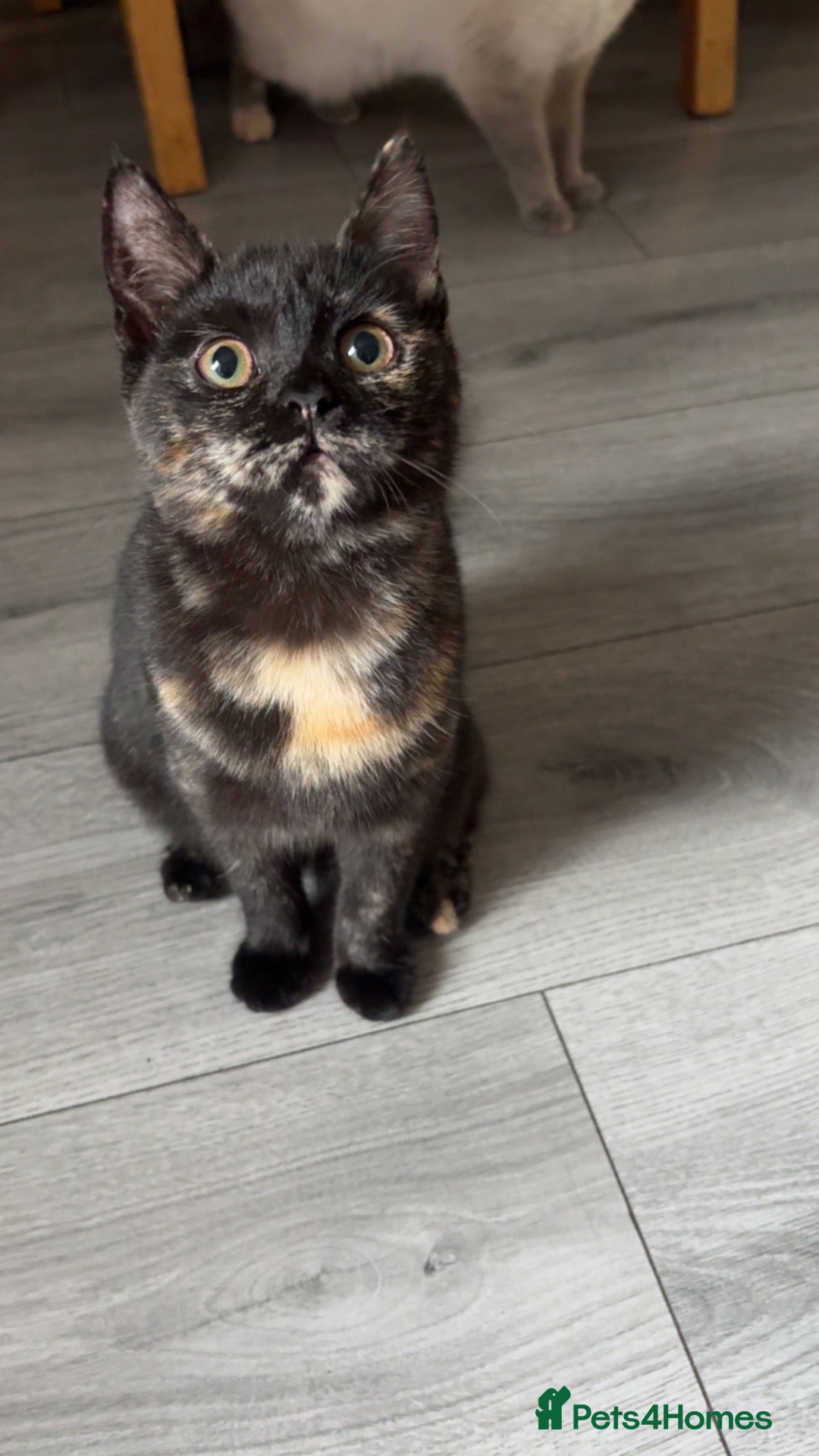 British Shorthair cats British short hair  - Advert 1
