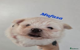Mixed Breed dogs for sale: F1 Maltipom puppies from health tested parents  - Image 12