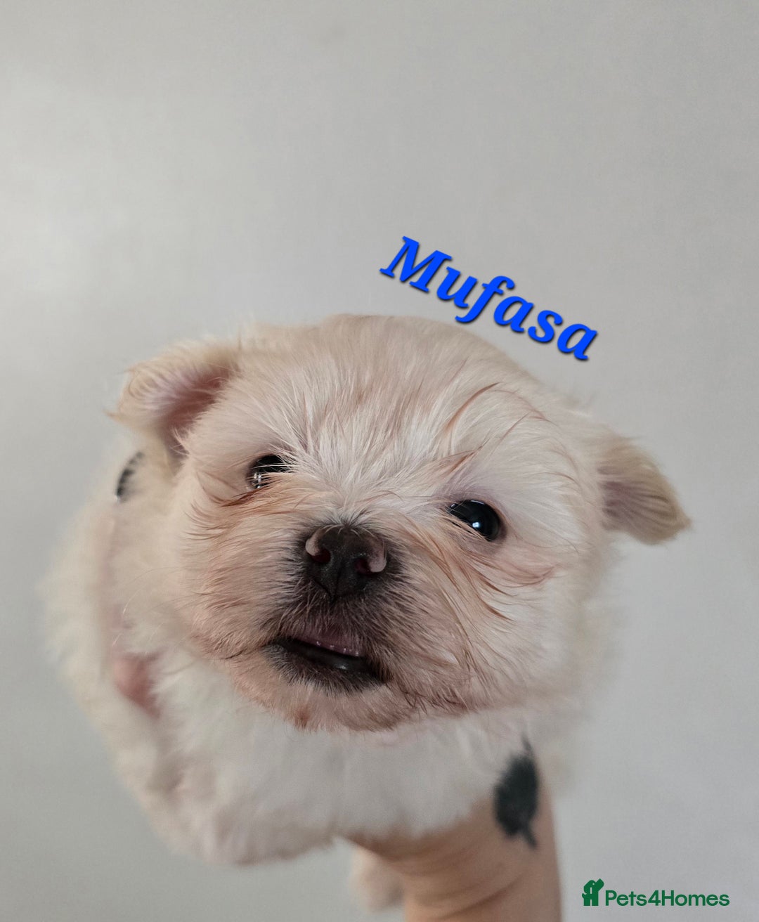 Mixed Breed dogs for sale: F1 Maltipom puppies from health tested parents  - Image 12