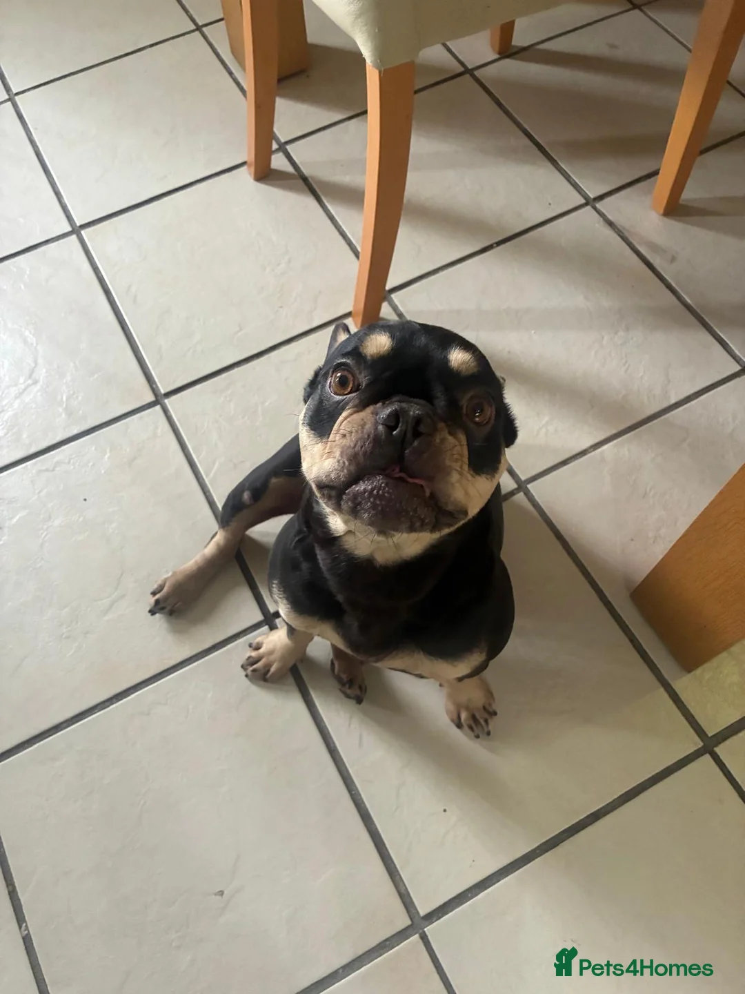 French Bulldog dogs for sale: 3 year old lovely Frenchie - Advert 3
