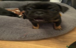 Mixed Breed dogs for sale: Beautiful puppies - Image 12