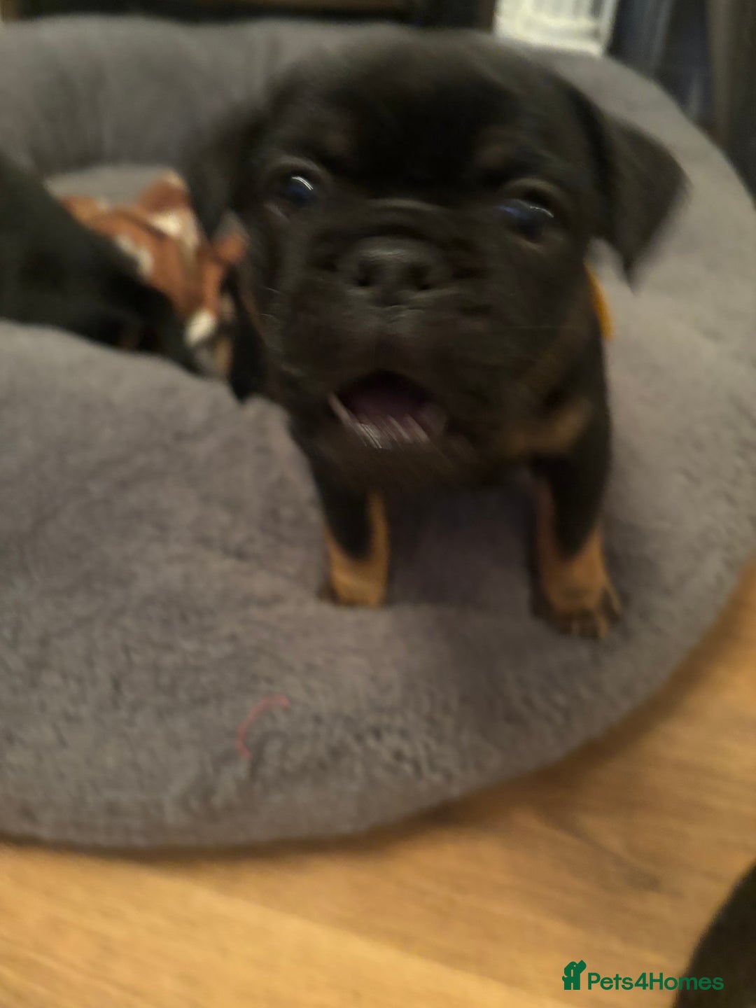 Mixed Breed dogs for sale: Beautiful puppies - Image 12