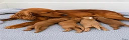Cocker Spaniel dogs for sale: ✨EXCEPTIONAL SHOW COCKER SPANIELS✨ - Advert 6