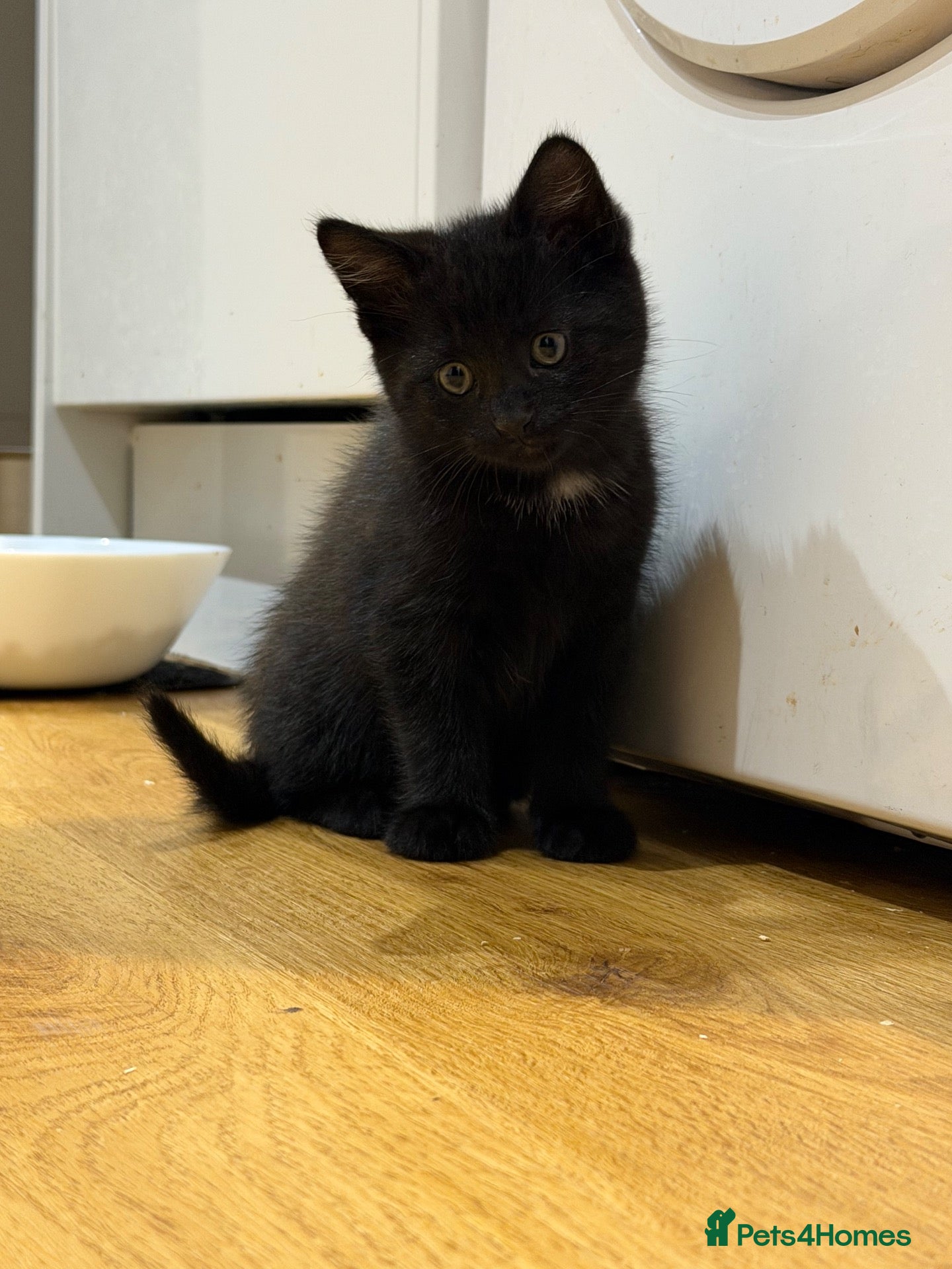 Mixed Breed cats Tabby Kittens looking for there forever home - Advert 15