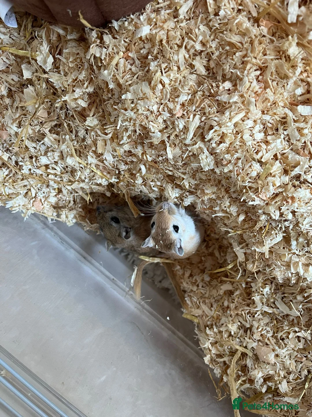 Gerbil rodents for sale: Tinkerbell and Bilbo (£26 for the pair) - Advert 1