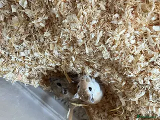Gerbil rodents Tinkerbell and Bilbo (£26 for the pair) - Advert 4