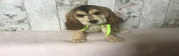 Cocker Spaniel dogs for sale: KC reg Cocker pups - Advert 8