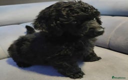 Shihpoo dogs for sale: Standard poodle x shihpoo - Image 8