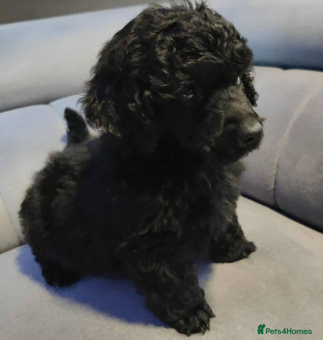 Shihpoo dogs for sale: Standard poodle x shihpoo - Image 8