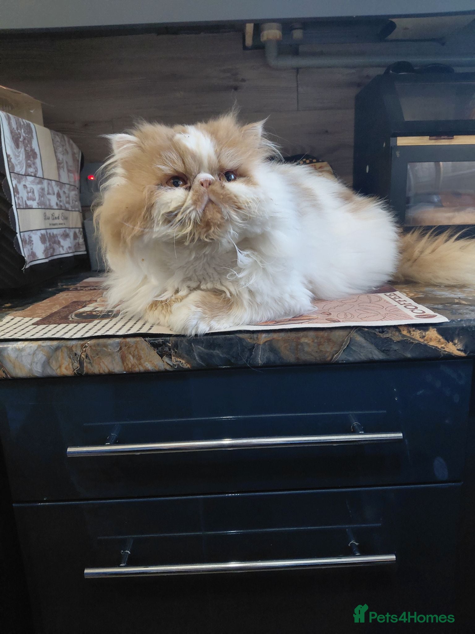 Persian cats 4 year persian - Advert 11