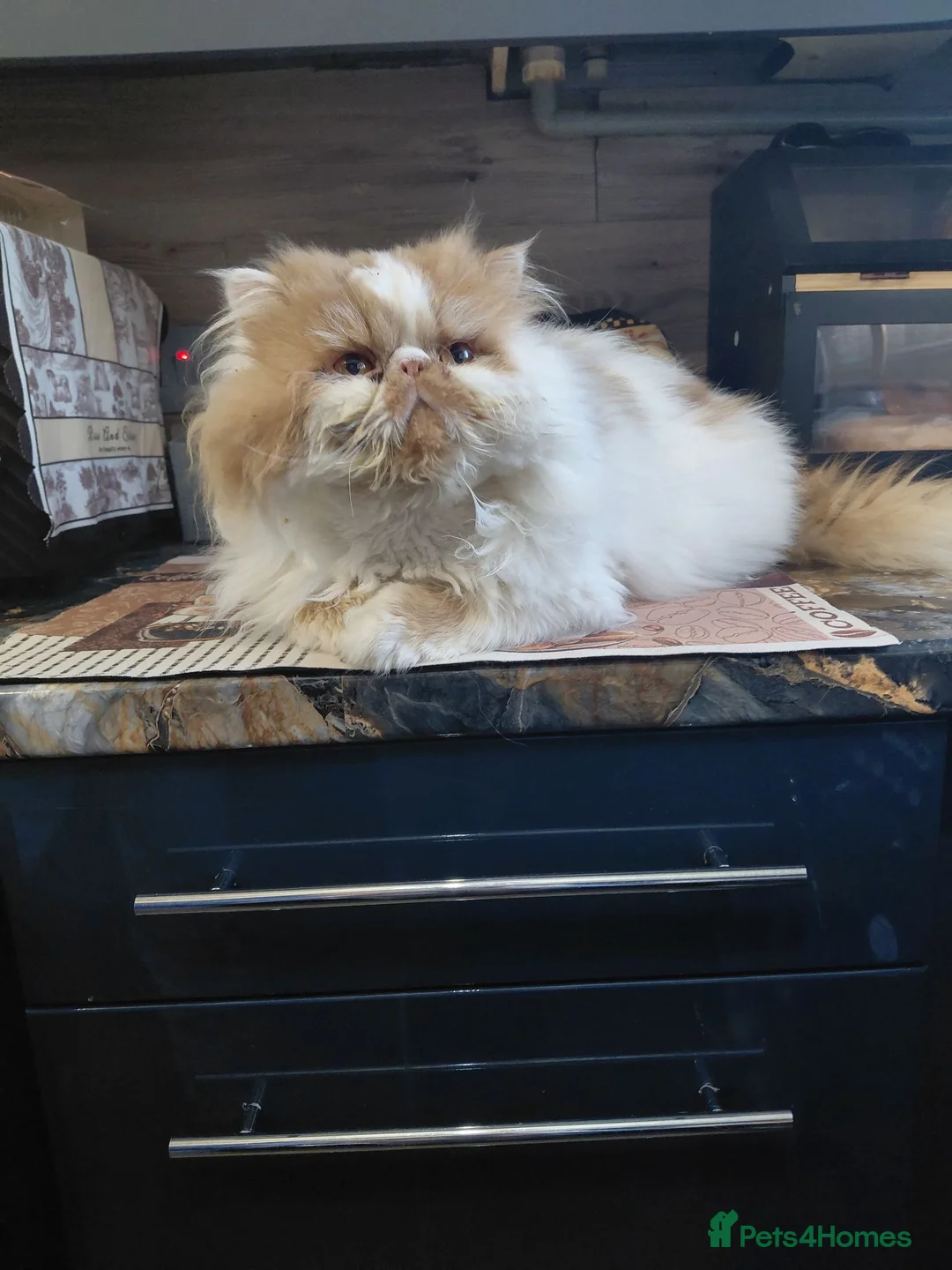 Persian cats for sale: 4 year persian - Advert 1