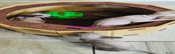 Sphynx cats for sale: Canadian Sphynx Tica registered,Blue eyes. - Advert 12