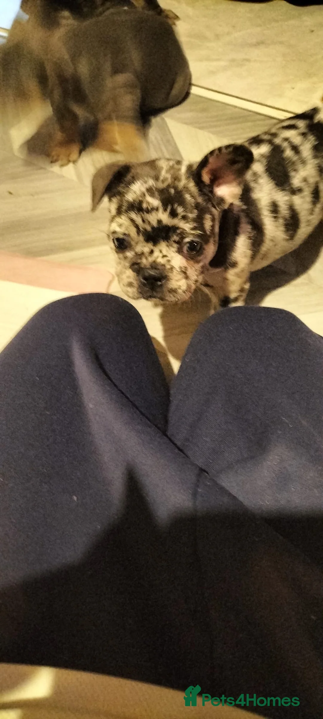 French Bulldog dogs for sale: French bulldog puppies  - Advert 12