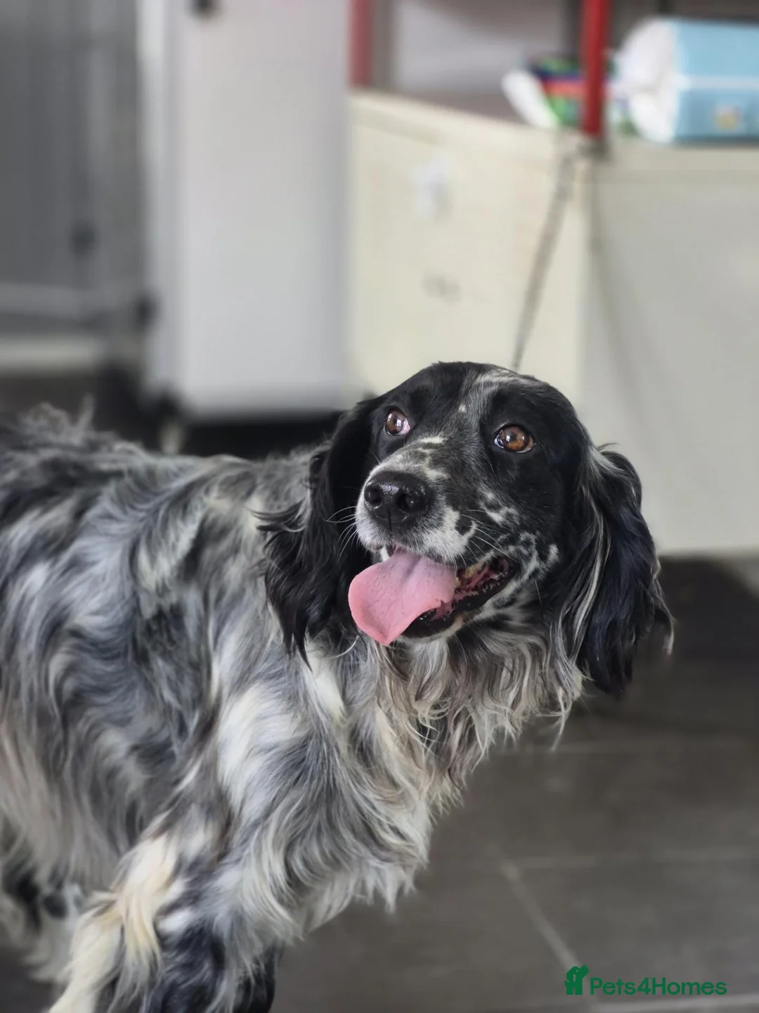 English Setter dogs for adoption: Sydney - Advert 2