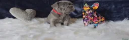 French Bulldog dogs for sale: 🐶💜 KC Registered French Bulldog Puppies - Advert 6