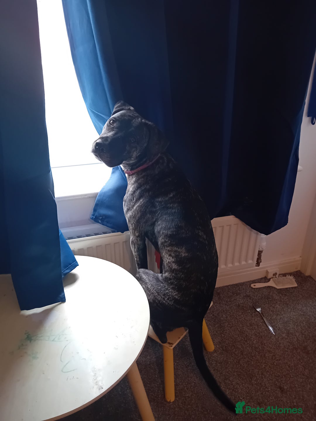 Staffordshire Bull Terrier dogs for sale: Staffordshire bull terrier for sale  - Image 5