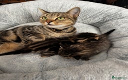 Maine Coon cats for sale: 2 beautiful kittens bengal x main coon - Image 6
