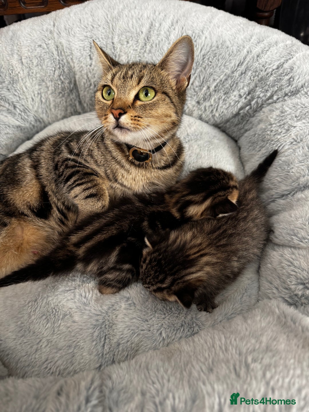 Maine Coon cats for sale: 2 beautiful kittens bengal x main coon - Image 6