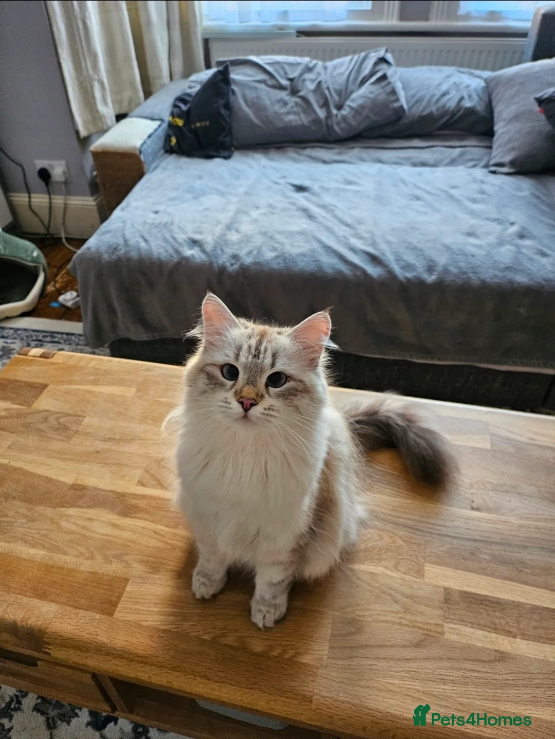 Siberian cats for sale: Retired Queen - Advert 1