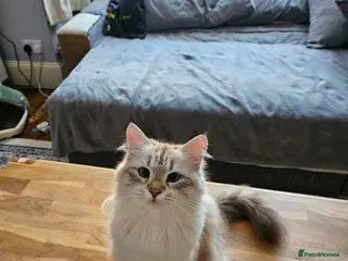 Siberian cats Retired Queen - Advert 6