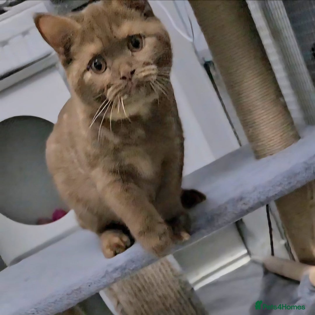 British Shorthair cats for sale: Retired Tica registered British shorthair females  - Image 15