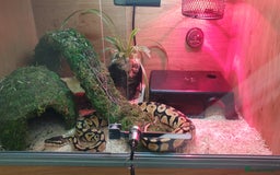 Python Snake reptiles for sale: Pastel royal ball python  - Image 1