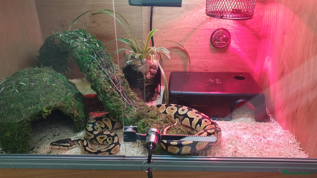Python Snake reptiles for sale: Pastel royal ball python  - Image 1