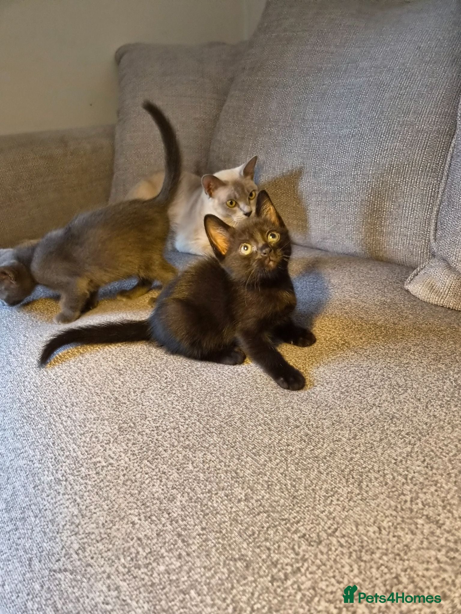 Burmese cats Burmese x - Advert 9
