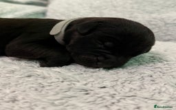 Bandog dogs for sale: 🐾 🌟 Premium multigen Bandogge Puppies🌟🐾 - Image 18