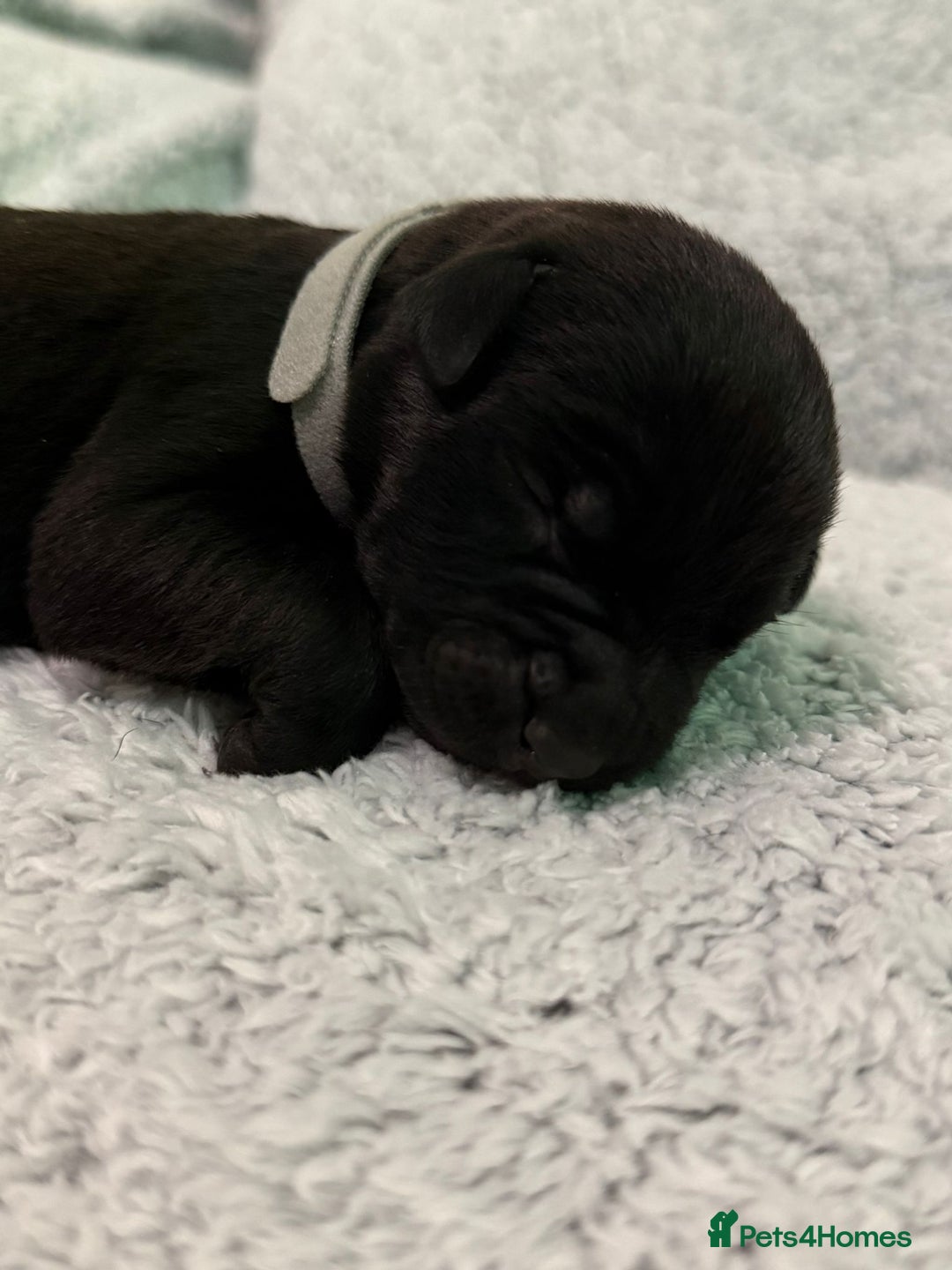 Bandog dogs for sale: 🐾 🌟 Premium multigen Bandogge Puppies🌟🐾 - Image 18