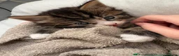 Mixed Breed cats for sale: Beautiful kittens ready now  - Advert 4