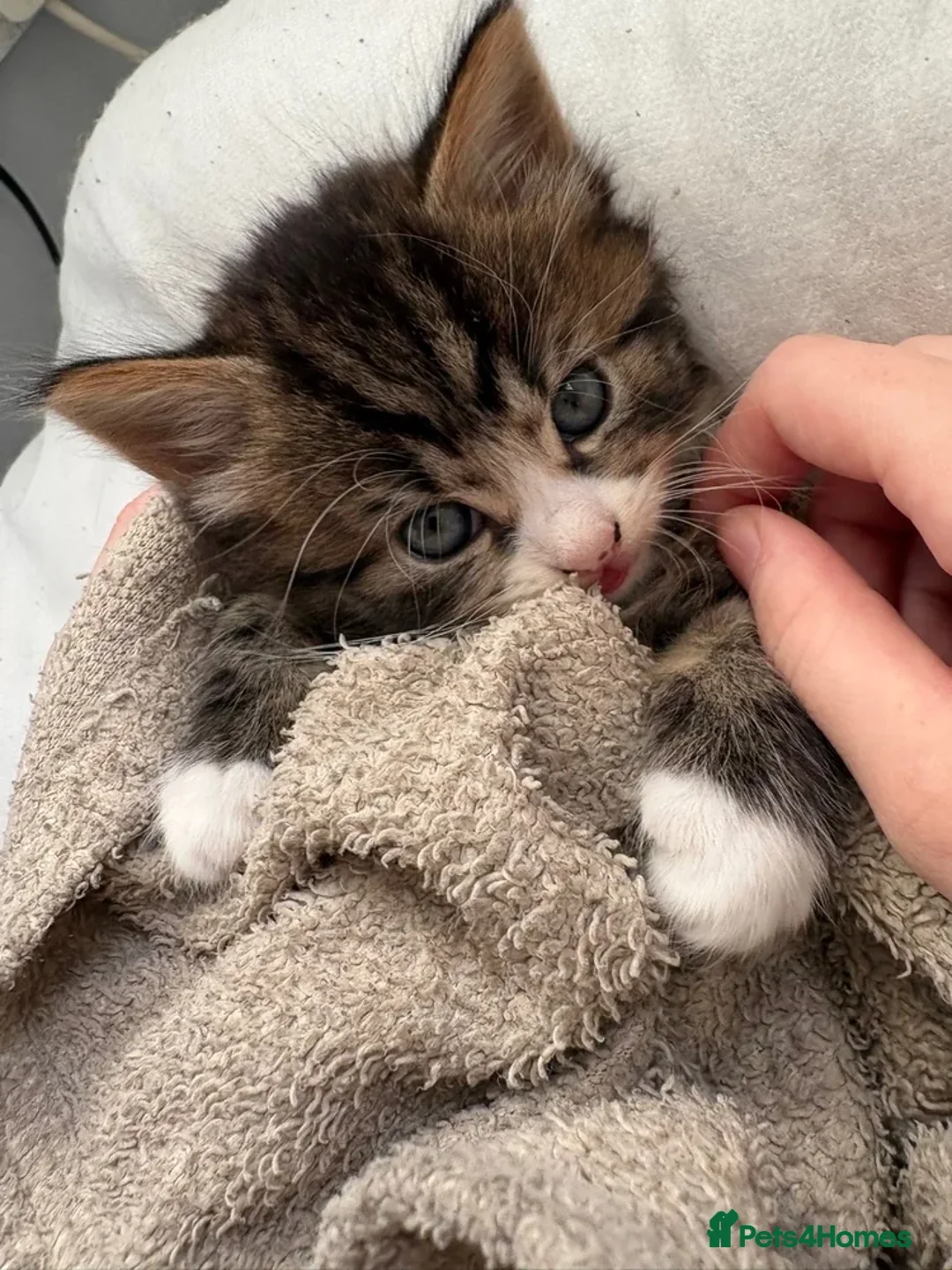 Mixed Breed cats for sale: Beautiful kittens ready now  - Advert 1