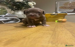 Mixed Breed dogs for sale: 9 Gorgeous pups looking for their forever home - Image 23