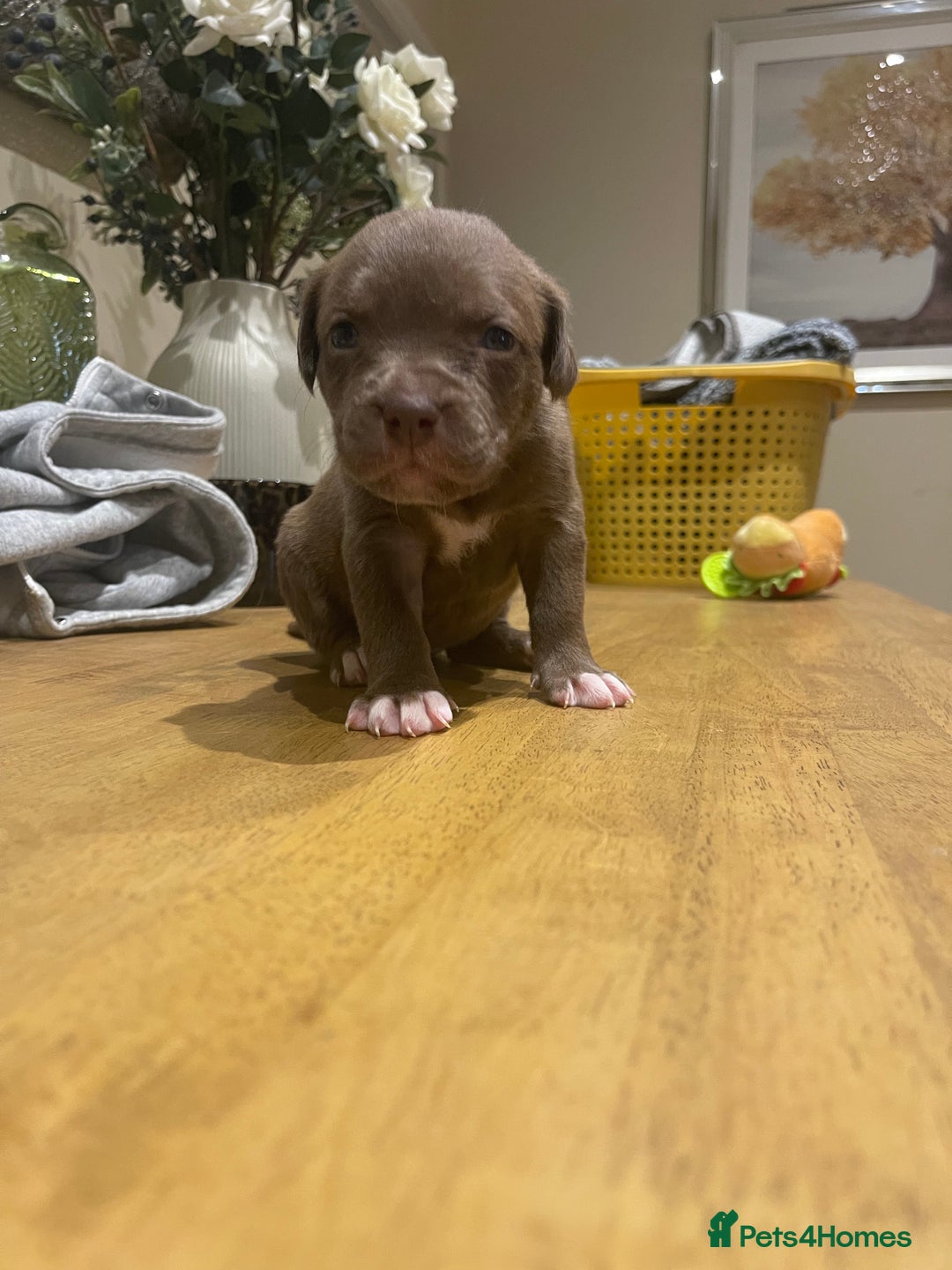 Mixed Breed dogs for sale: 9 Gorgeous pups looking for their forever home - Image 23