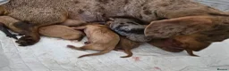 Miniature Dachshund dogs for sale: KC Registered Mini Dachshund Puppies. Rare colors - Advert 3
