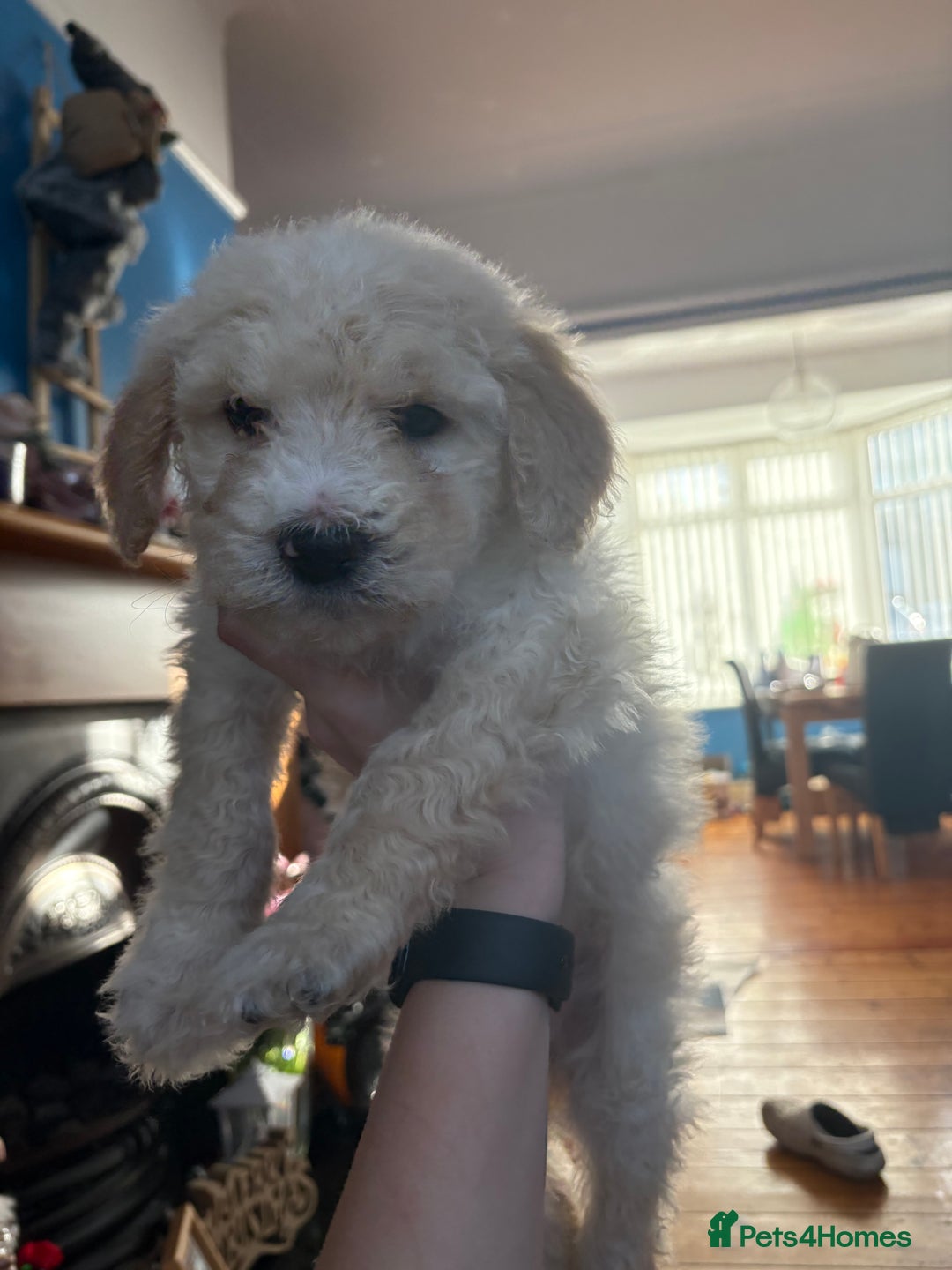 Mixed Breed dogs for sale: Bernedoodle - Advert 9